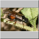 Aglaostigma cf aucupariae - Blattwespe 01b 6mm.jpg